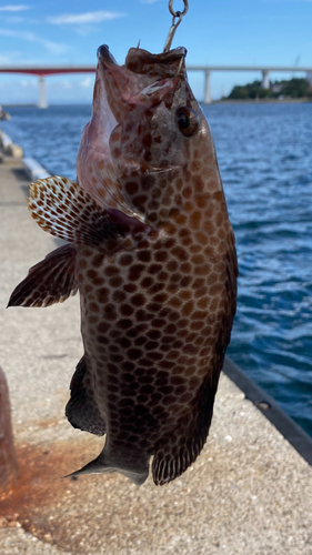 オオモンハタの釣果