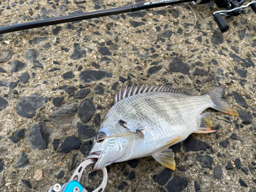 クロダイの釣果