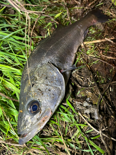 スズキの釣果