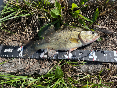 ブラックバスの釣果