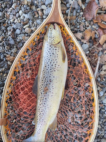 ブラウントラウトの釣果