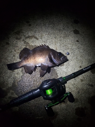 メバルの釣果