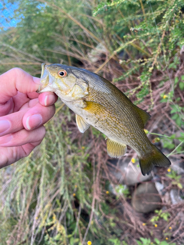 スモールマウスバスの釣果