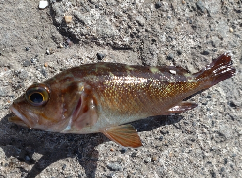 ガヤの釣果