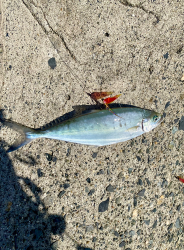 イケカツオの釣果