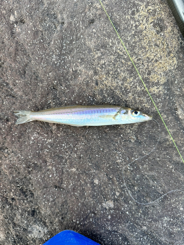 キスの釣果