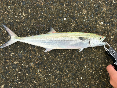 マリナタウン海浜公園