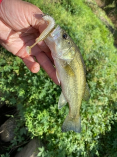 ラージマウスバスの釣果