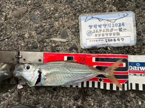 アジの釣果