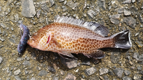 オオモンハタの釣果