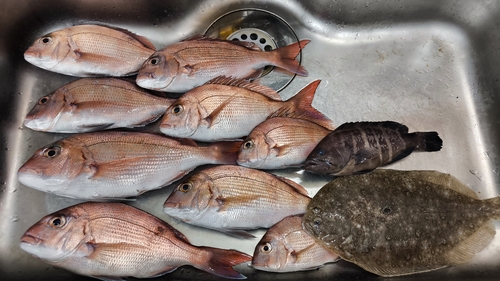 マダイの釣果