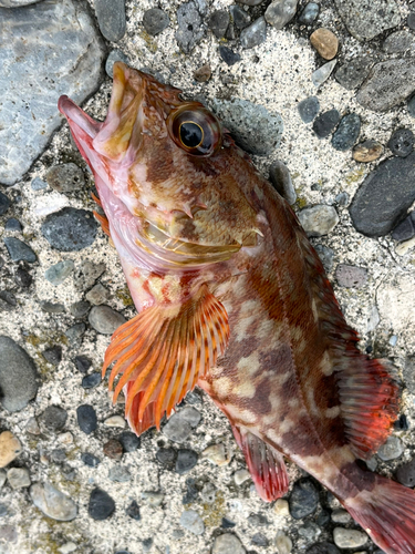 カサゴの釣果