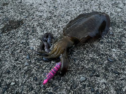 アオリイカの釣果