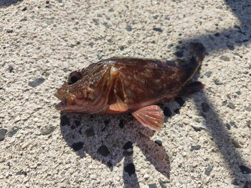 カサゴの釣果