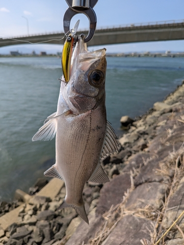 ヒラスズキの釣果