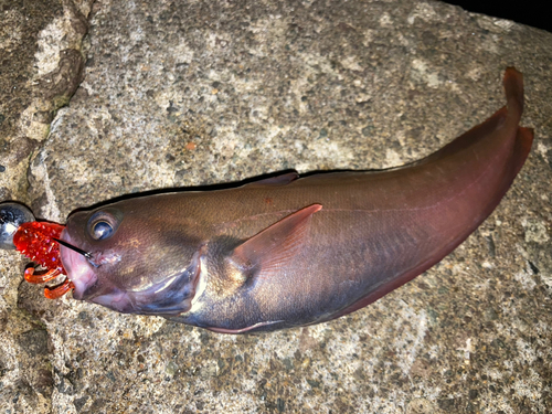 ドンコの釣果