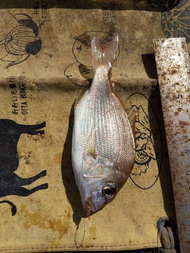 タイの釣果