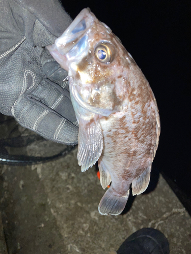 ソイの釣果