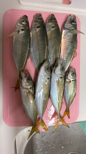 アジの釣果