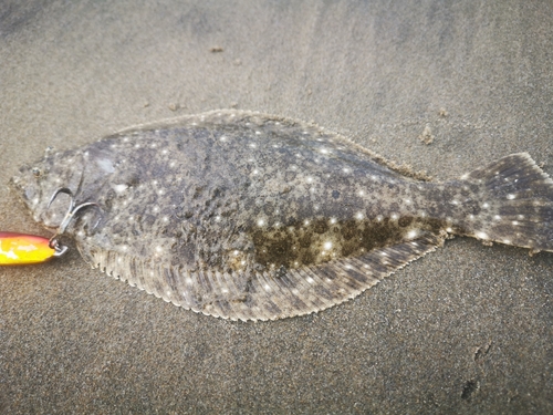 ヒラメの釣果