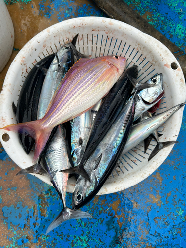 ソウダガツオの釣果