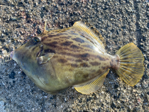 カワハギの釣果