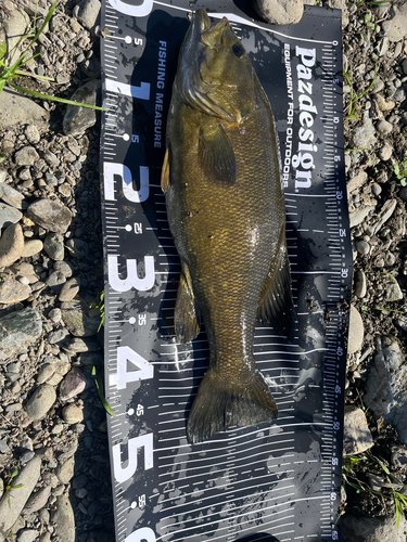 スモールマウスバスの釣果