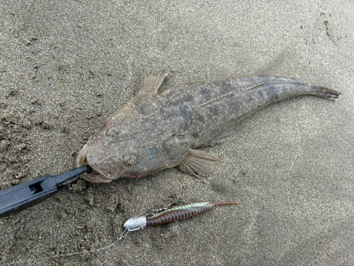 マゴチの釣果