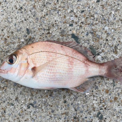 マダイの釣果