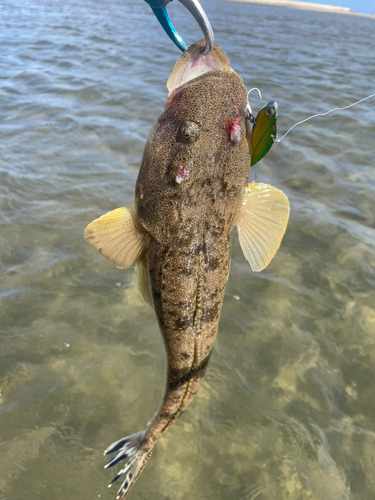 マゴチの釣果