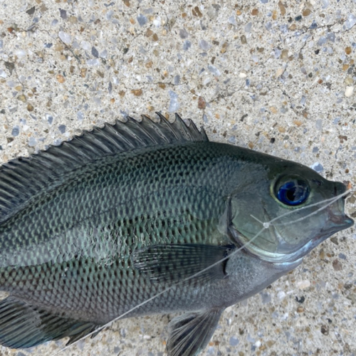 メジナの釣果