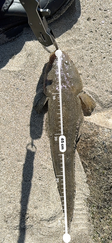 マゴチの釣果