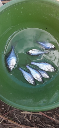 ヤリタナゴの釣果