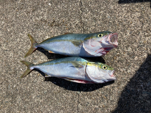 ハマチの釣果