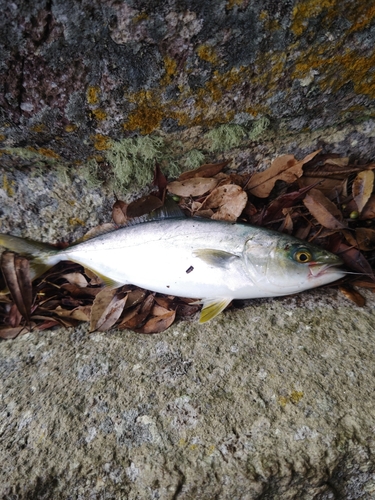 ツバスの釣果