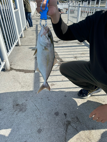 ネイリの釣果