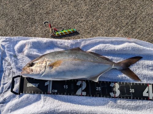 ショゴの釣果