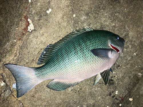 メジナの釣果