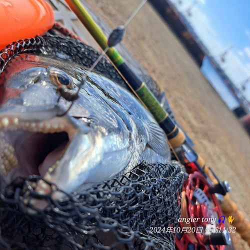 チヌの釣果