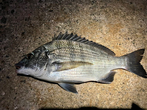 クロダイの釣果