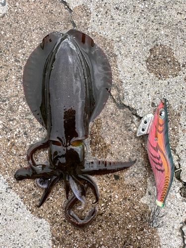 アオリイカの釣果