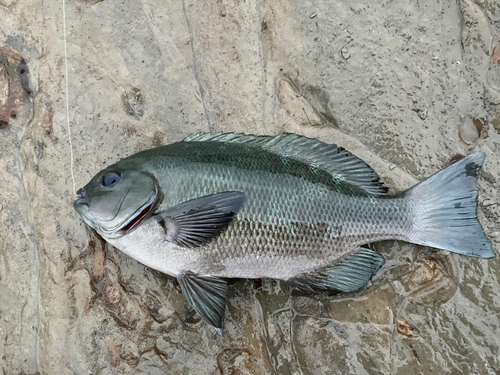 メジナの釣果