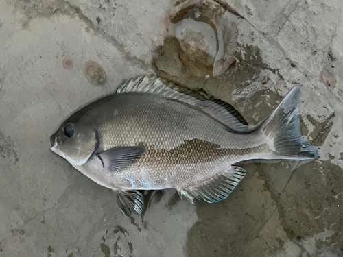 メジナの釣果