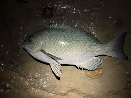 メジナの釣果