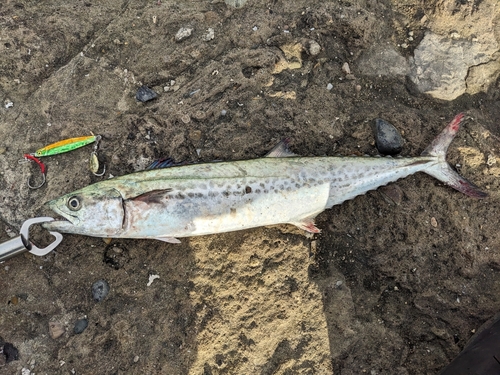 サゴシの釣果