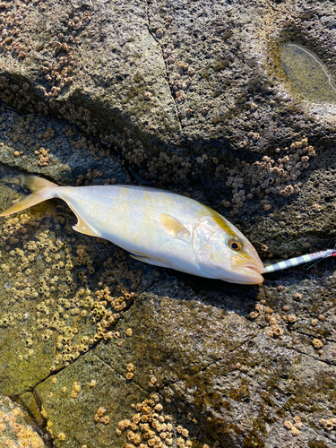 カンパチの釣果