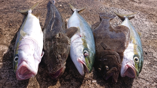 マゴチの釣果