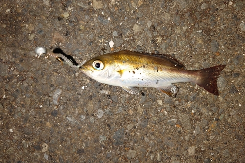 イサキの釣果