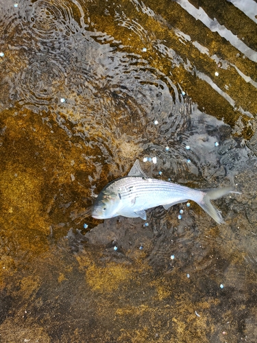 検見川浜突堤