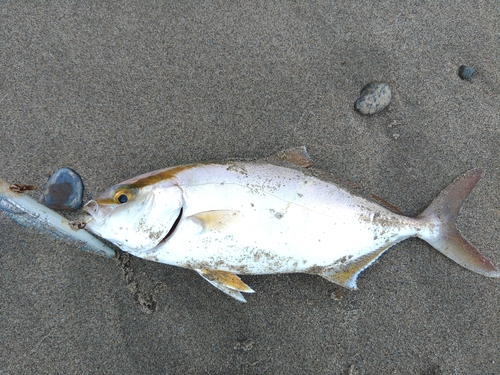 ショゴの釣果